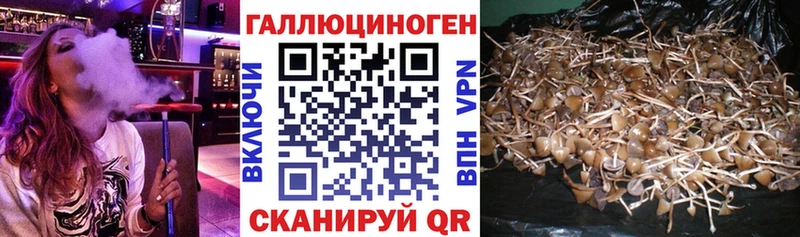 даркнет как зайти  Нолинск  Галлюциногенные грибы Psilocybe 